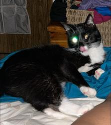 Lost Male Cat last seen Bert’s growler garage, Ontario, OR 97914