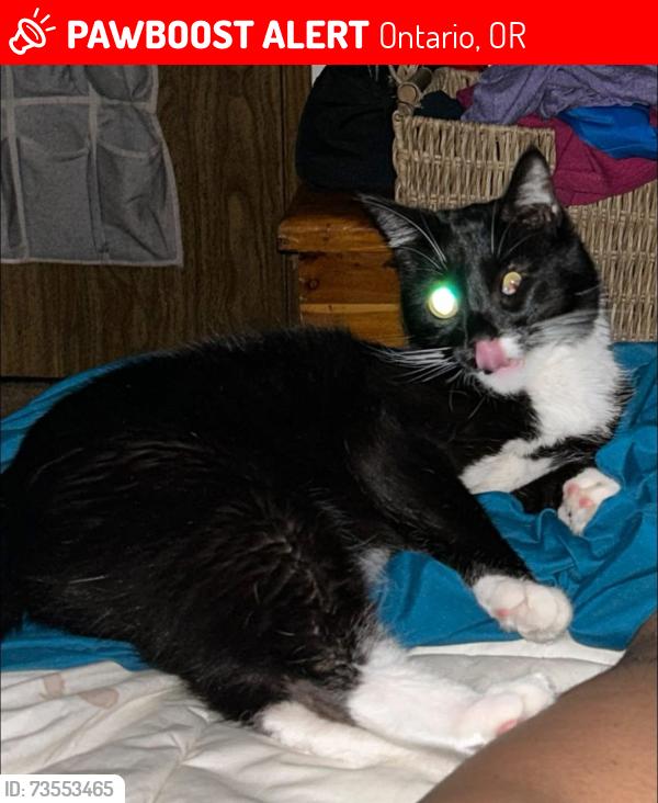 Lost Male Cat last seen Bert’s growler garage, Ontario, OR 97914