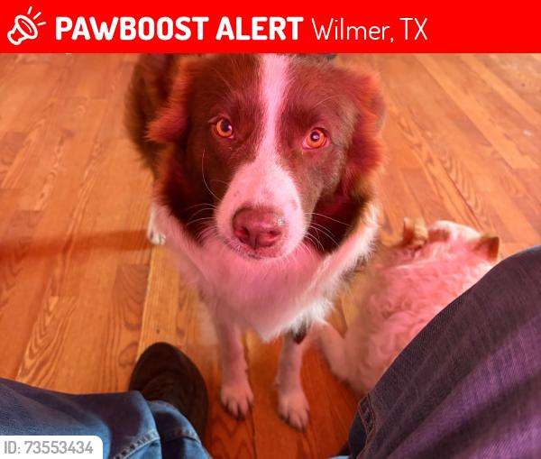 Lost Female Dog last seen Beltline road, Wilmer, TX 75172
