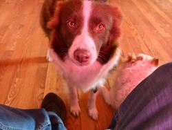 Lost Female Dog last seen Beltline road, Wilmer, TX 75172