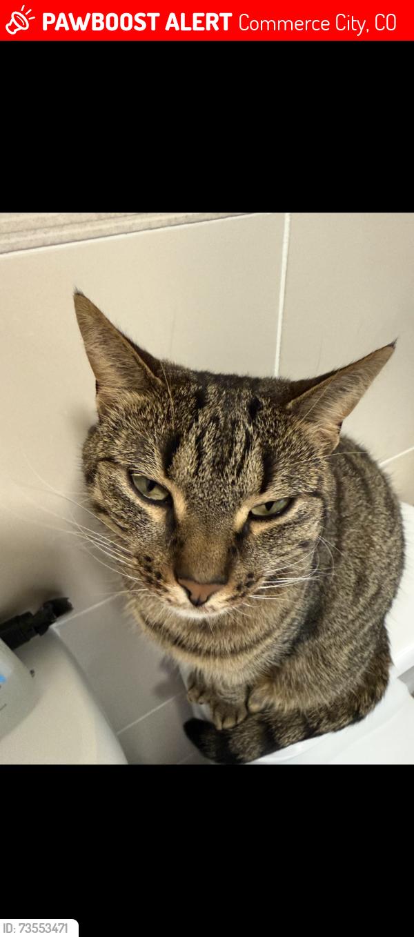 Lost Female Cat last seen E 99th Pl and Xanadu St, Commerce City, CO 80022