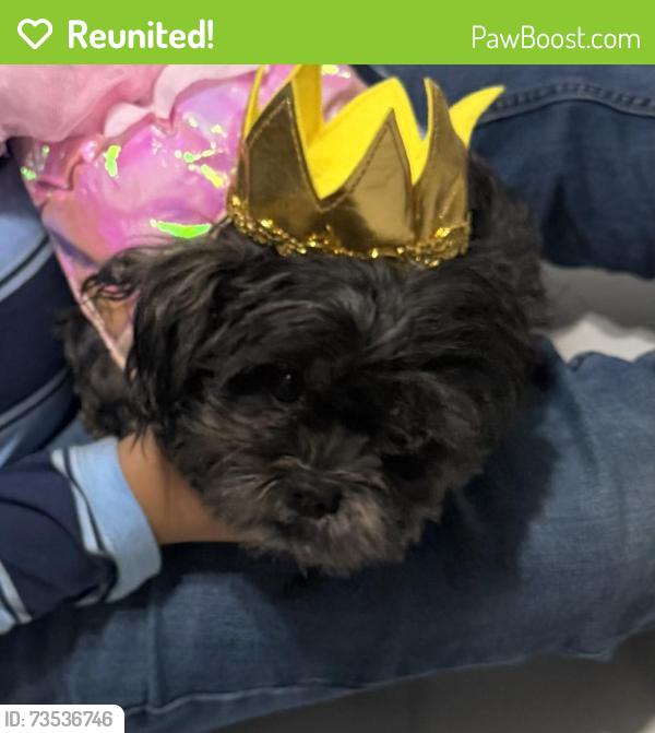 Reunited Female Dog last seen Mc 85 and central, Avondale, AZ 85323