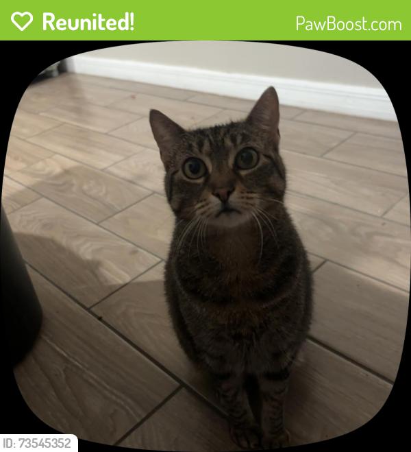 Reunited Female Cat last seen Poinciana blvd, Kissimmee, FL 34746