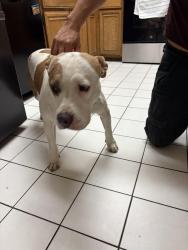 Reunited Female Dog last seen Morello avenue near village oaks, Martinez, CA 94553