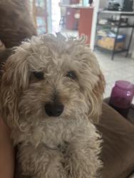 Lost Male Dog last seen Marshall Ave, Buena Park, CA 90621