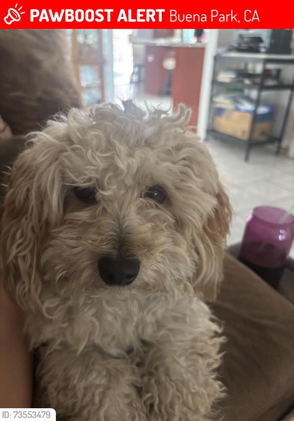 Lost Male Dog last seen Marshall Ave, Buena Park, CA 90621