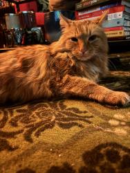 Reunited Male Cat last seen Dandurand and 1re, Rosemont, Montréal, QC H1Y 2Z9