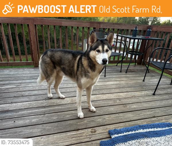 Found/Stray Male Dog last seen Meadowfield run, Old Scott Farm Rd,  27127