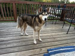 Found/Stray Male Dog last seen Meadowfield run, Old Scott Farm Rd,  27127