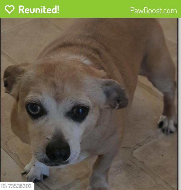 Reunited Female Dog last seen Near Brightleaf Place, Saint Pauls, NC 28384