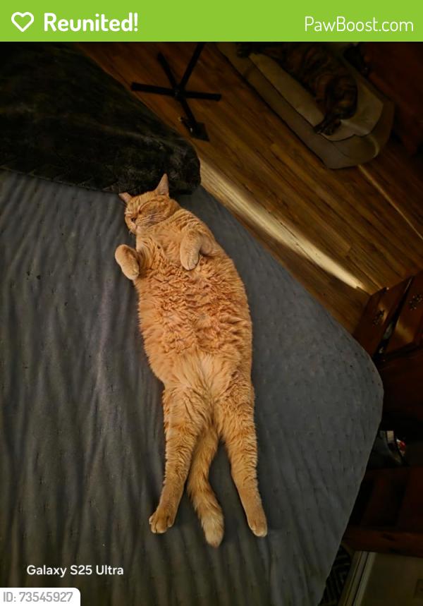 Reunited Male Cat last seen Peterson place kanata, Ottawa, ON K2L 4A8