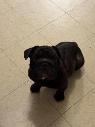 Reunited Male Dog last seen Grand Terrace High School, Grand Terrace, CA 92313