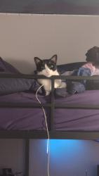 Reunited Male Cat last seen Christopher Dr and mockingbird, Denton, TX 76209