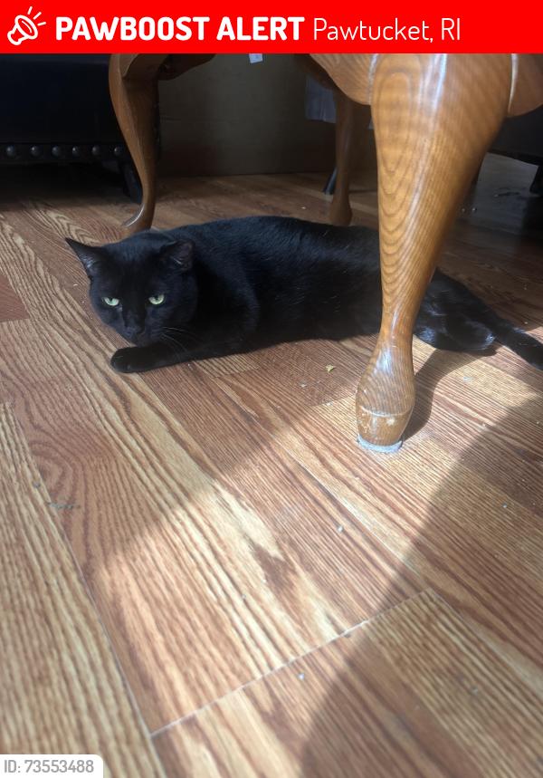Lost Female Cat last seen Main street, Pawtucket, RI 02860