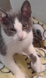 Reunited Female Cat last seen Potts Dr. and West Walnut, Pottstown, PA 19464