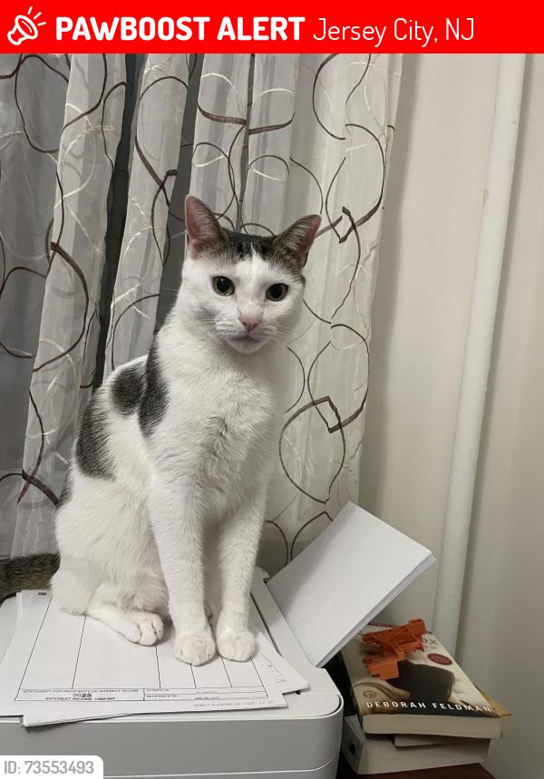 Lost Male Cat last seen Pamrapo Ave and JFK Blvd, Jersey City, NJ 07305