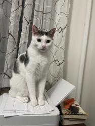 Lost Male Cat last seen Pamrapo Ave and JFK Blvd, Jersey City, NJ 07305