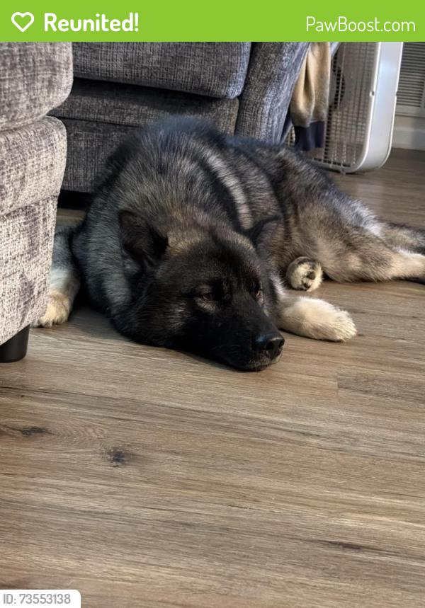 Reunited Male Dog last seen Susan drive and eisley lane, Columbia, TN 38401