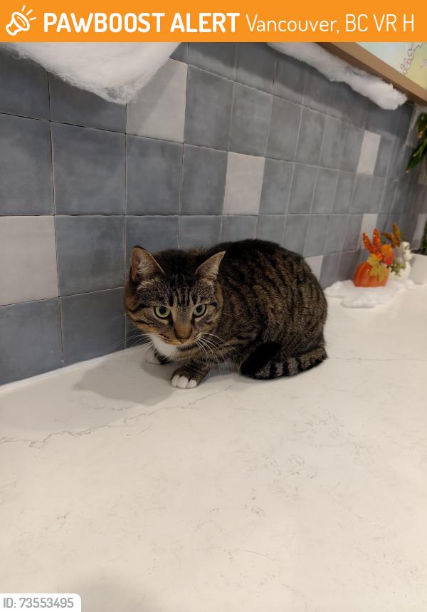 Found/Stray Female Cat last seen University Veterinary Clinic, Vancouver, BC V6R 2H9