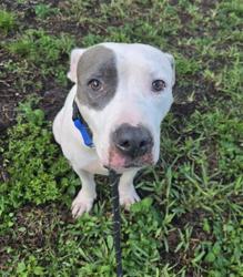 Shelter Stray Female Dog last seen Near BLOCK E DAYTON CIR, FORT LAUDERDALE FL 33312, 2400 SW 42nd St, Fort Lauderdale, FL 33312, USA