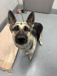 Shelter Stray Female Dog last seen Near, 5001 E Raymond St, Indianapolis, IN 46203, USA