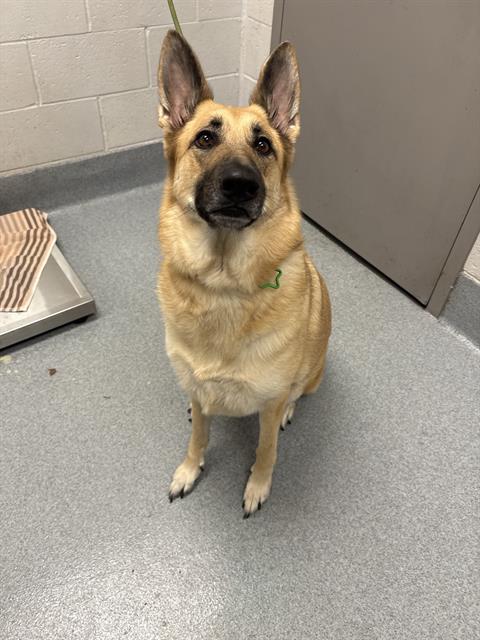 Shelter Stray Female Dog last seen Near, 5001 E Raymond St, Indianapolis, IN 46203, USA
