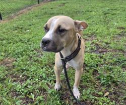 Shelter Stray Female Dog last seen Near BLOCK SW 5 ST, DANIA FL 33004, 2400 SW 42nd St, Fort Lauderdale, FL 33312, USA
