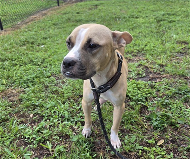 Shelter Stray Female Dog last seen Near BLOCK SW 5 ST, DANIA FL 33004, 2400 SW 42nd St, Fort Lauderdale, FL 33312, USA