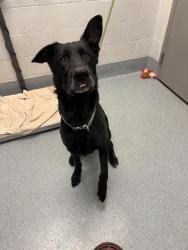 Shelter Stray Male Dog last seen Near, 5001 E Raymond St, Indianapolis, IN 46203, USA