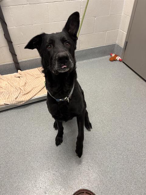 Shelter Stray Male Dog last seen Near, 5001 E Raymond St, Indianapolis, IN 46203, USA