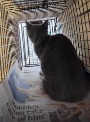 Shelter Stray Unknown Cat last seen Near BLOCK SW 10 AV, DEERFIELD BEACH FL 33441, 2400 SW 42nd St, Fort Lauderdale, FL 33312, USA
