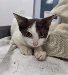 Shelter Stray Unknown Cat last seen Near BLOCK RODMAN ST, HOLLYWOOD FL 33023, 2400 SW 42nd St, Fort Lauderdale, FL 33312, USA