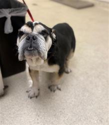Shelter Stray Male Dog last seen Near BLOCK PEDLEY RD, JURUPA VALLEY CA 92509, 6851 Van Buren Boulevard, Jurupa Valley, CA 92509, USA