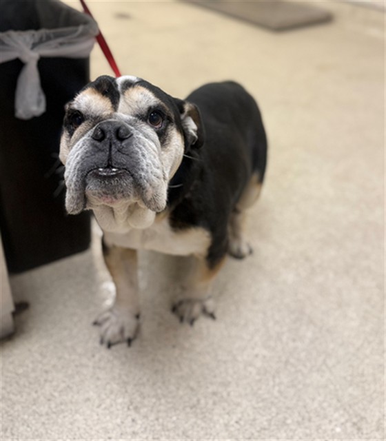 Shelter Stray Male Dog last seen Near BLOCK PEDLEY RD, JURUPA VALLEY CA 92509, 6851 Van Buren Boulevard, Jurupa Valley, CA 92509, USA