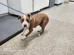 Shelter Stray Female Dog last seen Near BLOCK WALTHAM ST, DETROIT, MI 48205, 1431 E Ferry St, Detroit, MI 48211, USA