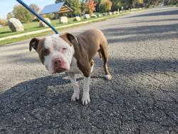 Shelter Stray Male Dog last seen Near BLOCK GREENVIEW AVE, DETROIT, MI ,48228, 1431 E Ferry St, Detroit, MI 48211, USA