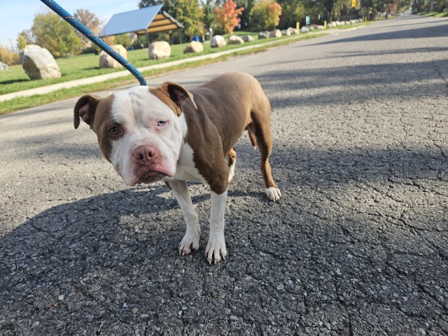 Shelter Stray Male Dog last seen Near BLOCK GREENVIEW AVE, DETROIT, MI ,48228, 1431 E Ferry St, Detroit, MI 48211, USA