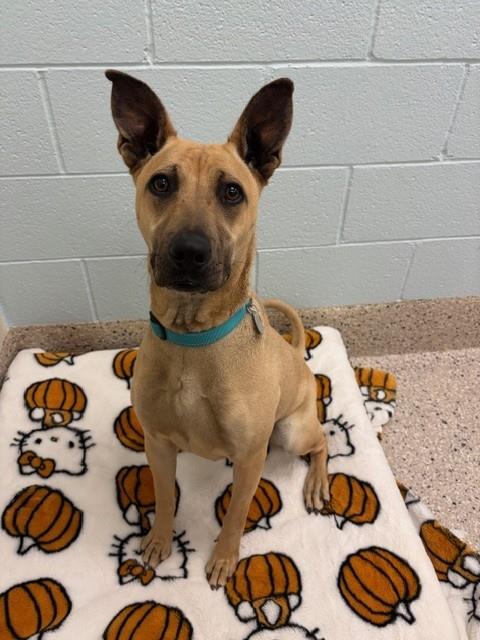 Shelter Stray Female Dog last seen Near BLOCK KEARNEY CIR, 12155 Park Blvd, Brighton, CO 80601, USA