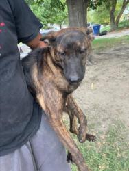 Shelter Stray Female Dog last seen Near BLOCK N ERIE AVE, WICHITA KS 67214, 3303 N Hillside St, Wichita, KS 67219, USA