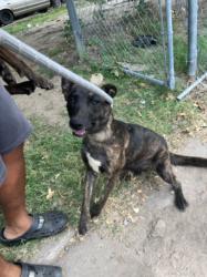 Shelter Stray Female Dog last seen Near BLOCK N ERIE AVE, WICHITA KS 67214, 3303 N Hillside St, Wichita, KS 67219, USA