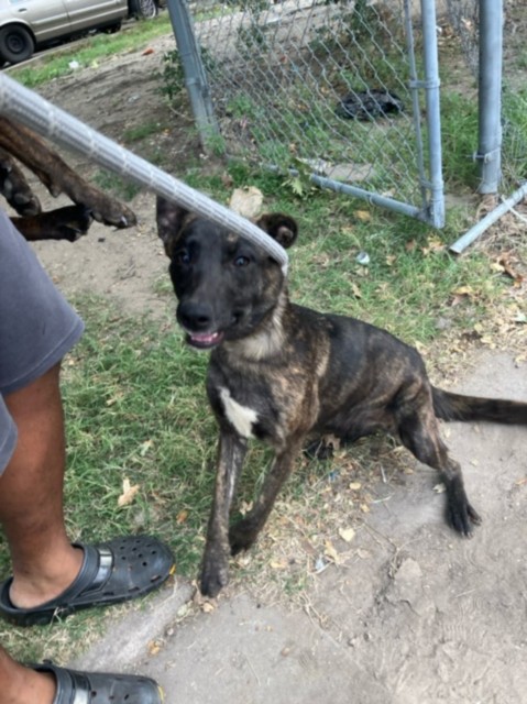 Shelter Stray Female Dog last seen Near BLOCK N ERIE AVE, WICHITA KS 67214, 3303 N Hillside St, Wichita, KS 67219, USA