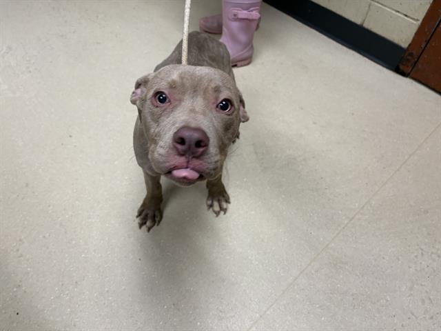 Shelter Stray Male Dog last seen Near BLOCK N 2ND, 3839 W Burnham St, West Milwaukee, WI 53215, USA
