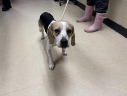 Shelter Stray Male Dog last seen Near BLOCK W ORCHARD ST, 3839 W Burnham St, West Milwaukee, WI 53215, USA