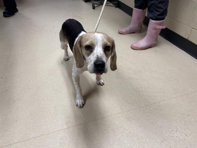 Shelter Stray Male Dog last seen Near BLOCK W ORCHARD ST, 3839 W Burnham St, West Milwaukee, WI 53215, USA