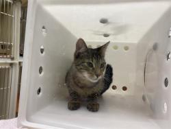 Shelter Stray Female Cat last seen Near BLOCK E CLARENCE ST, 3839 W Burnham St, West Milwaukee, WI 53215, USA