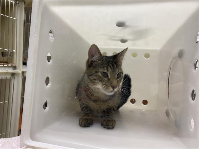 Shelter Stray Female Cat last seen Near BLOCK E CLARENCE ST, 3839 W Burnham St, West Milwaukee, WI 53215, USA