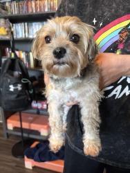 Reunited Female Dog last seen Sunrise Road, Round Rock, TX 78664