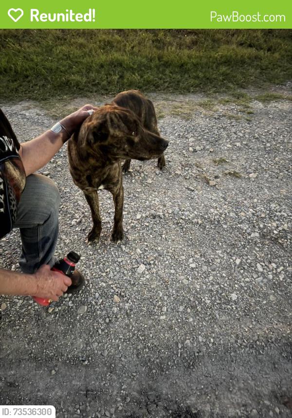 Reunited Male Dog last seen County road 4518 &34. 2 blocks east, Hunt County, TX 75496