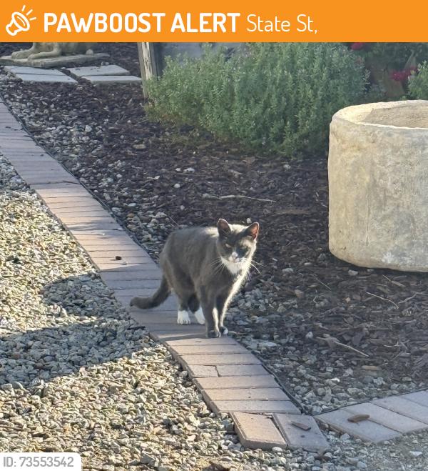 Found/Stray Unknown Cat last seen Goodmans coffee / Wildland, State St,  92013