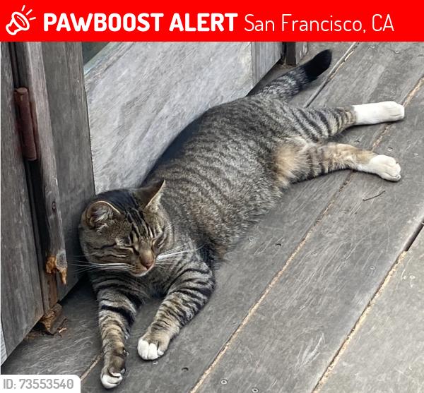 Lost Male Cat last seen Wilde and Goettingen, San Francisco, CA 94134